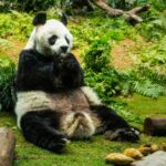 Zoo to Return Giant Pandas to China Because of Rising Care Expenses